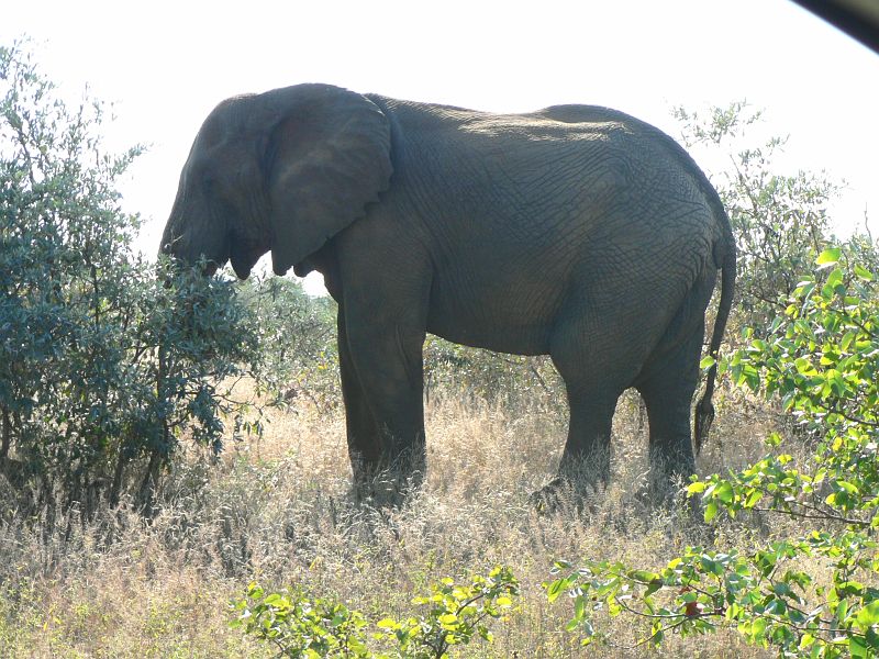 JAR 042_sl.JPG - Slon africký byl vidět v jakoukoliv dobu téměř kdykoliv, oproti tomu na většinu zvířat jsme narazili hlavně brzo ráno nebo těsně před setměním. Ovšem sloni musí za den sníst stovky kg listí, a proto jsou aktivní celý den.